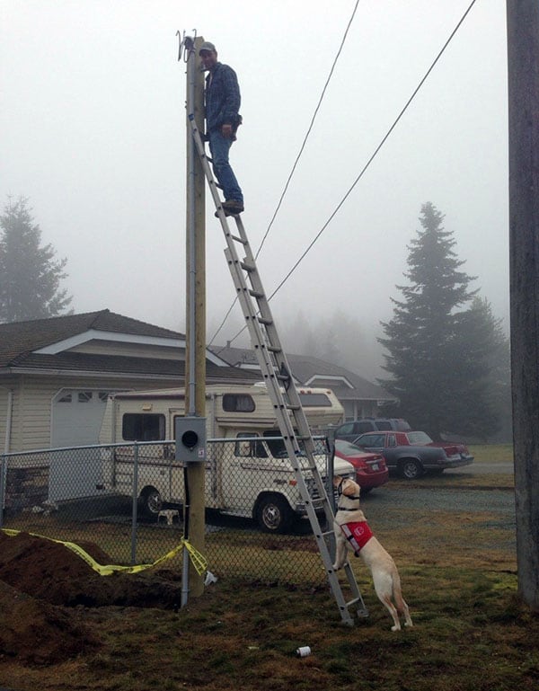 How Service Dogs Help Canadians Living With Diabetes Sun Life